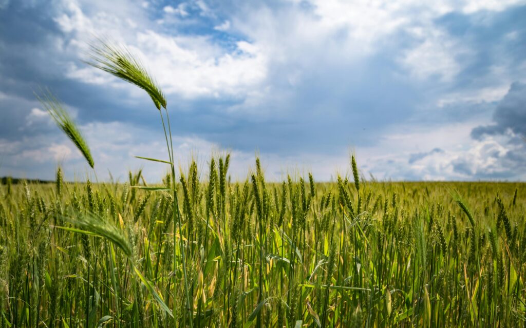 A vibrant wheat field stretches under a dramatic cloud-filled sky, capturing nature's beauty.